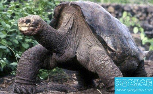 全球最后一只加拉帕戈斯象龟离世,孤独乔治活了100多岁