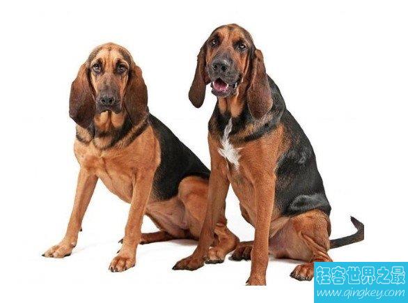 世界上最著名的也是体型最大的嗅觉猎犬之一,寻血猎犬