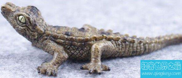 世界上最小的鳄鱼，尽显萌态，体长1.5-1.9米