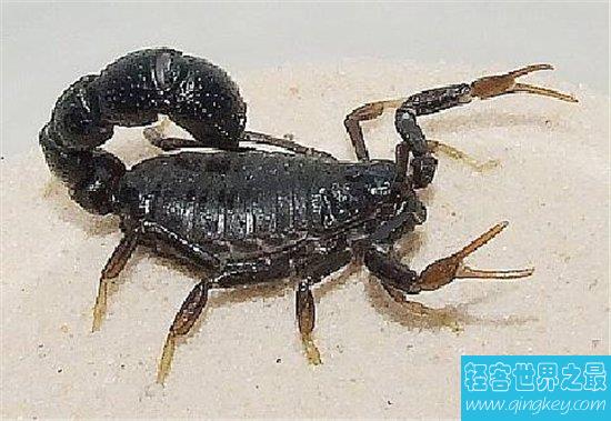 世界上最小的蝎子，世界上最小的蝎子体长仅为两到三厘米！