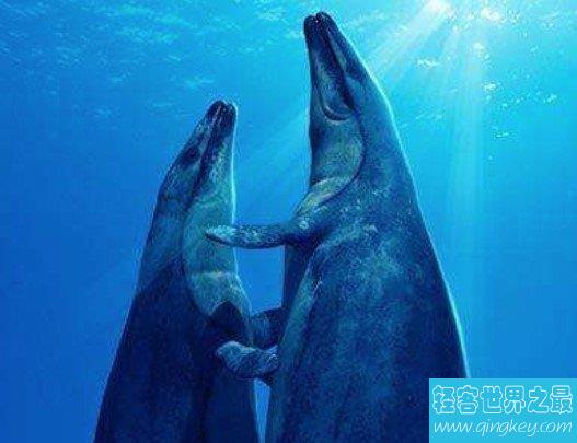 现代鲸的祖先，史前械齿鲸(体长18米，重达15吨)