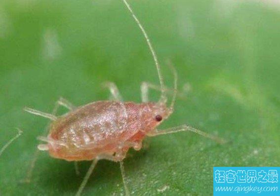 世界上繁殖最快的昆虫,蚜虫4-5天就能繁殖