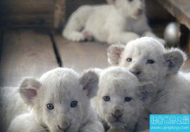 双胞胎白狮诞生,全球仅百只比大熊猫还要珍贵