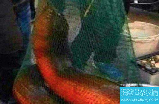 世界上最大的黄鳝，这条36斤的黄鳝可谓是千年黄鳝精