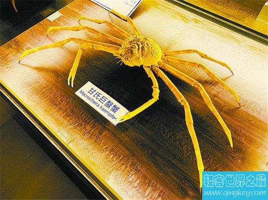世界上最大的螃蟹，两三米的螃蟹见过没有？