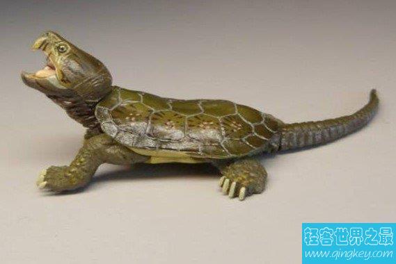 身材最不好的古老爬行动物—平胸龟