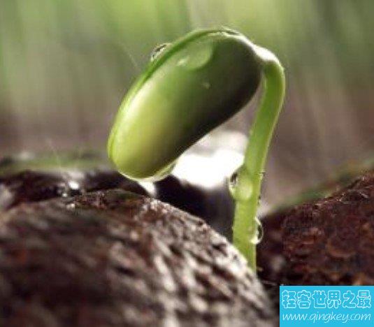 世界上最神奇的种子，云杉种子在人体生根发芽长到5厘米
