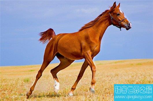 世界上最贵的马品种 纯血马1000米仅需53秒 售价4亿 轻客世界之最