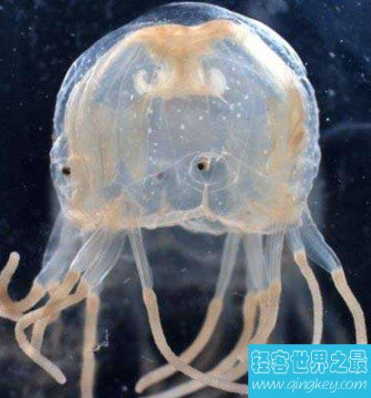 世界上最早进化出眼睛的动物，箱水母有24只眼睛