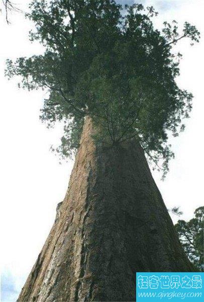 世界上最高的树排行前十名，澳洲杏仁桉有52层楼高