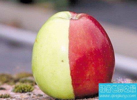 最罕见的苹果，天然分成了半红半绿的颜色