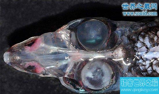 管眼鱼又称幽灵鱼，头部透明(有双360度旋转的眼睛)