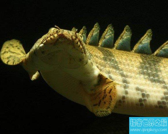 世界上最漂亮的恐龙鱼，虎纹恐龙王鱼