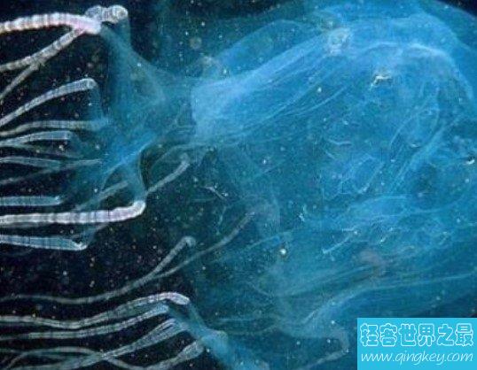 世界上最毒的生物箱水母，25年内毒死了大约60人