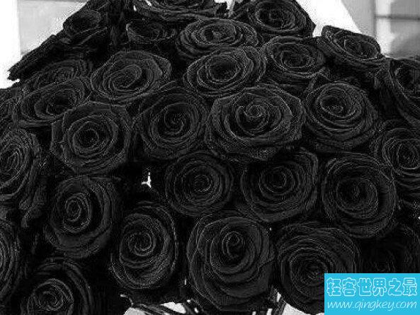 世界上最罕见的花，土耳其哈尔费蒂黑色玫瑰