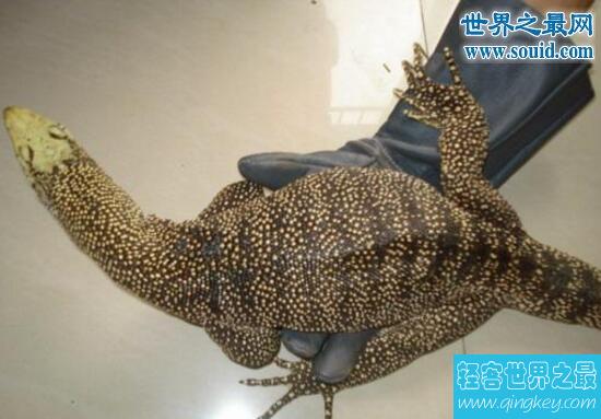 暗影巨蜥，中国一级保护动物(体长180cm)