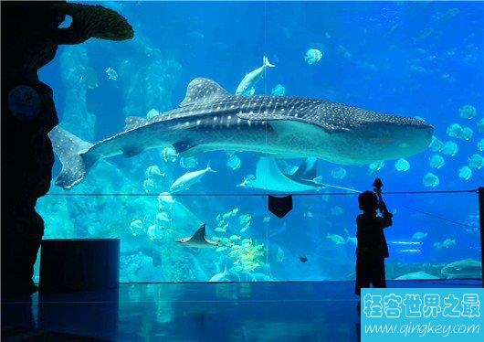 世界上最大的鲨鱼，鲸鲨体长可达20米(对游艇有敌意)