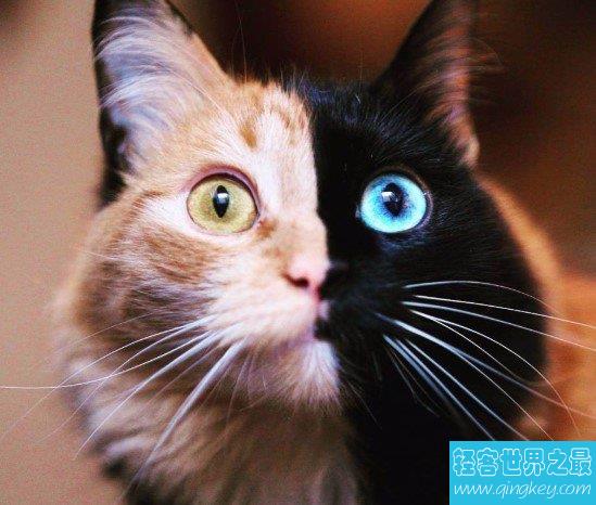 世界上最罕见的猫,它的脸被分为两半