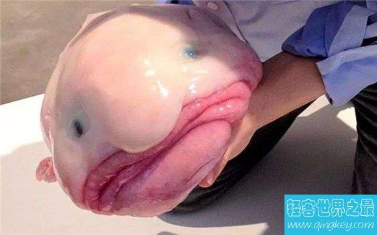 世界最丑的鱼排行榜公布，一个比一个丑！