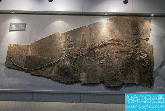世界上最大的鱼龙化石，体长10米以上