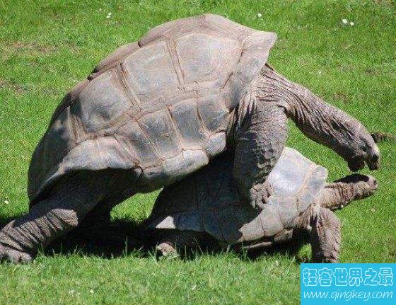 陆地上最大的乌龟,平均体重达到175千克
