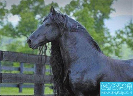 世界最帅马，一头飘逸的黑发（配种一次3.5万）