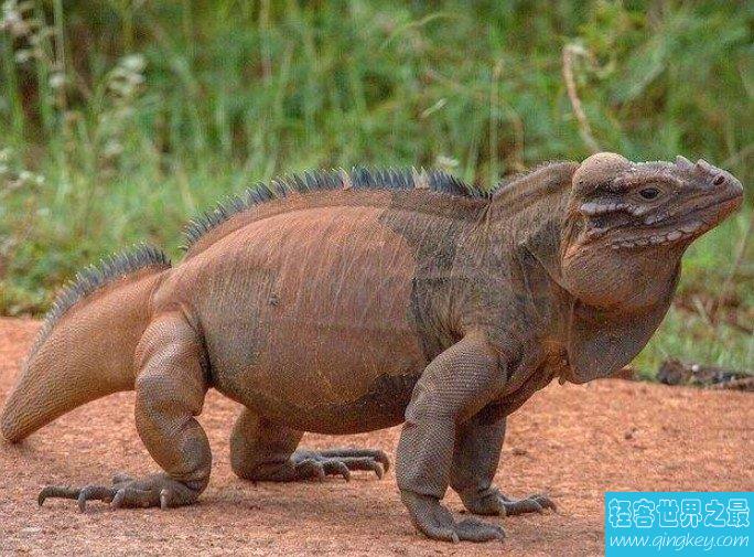 世界上最长寿的犀牛鬣蜥,活了整整69岁