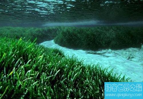 世界上寿命最长10大植物，波西多尼亚海草可活10万年！