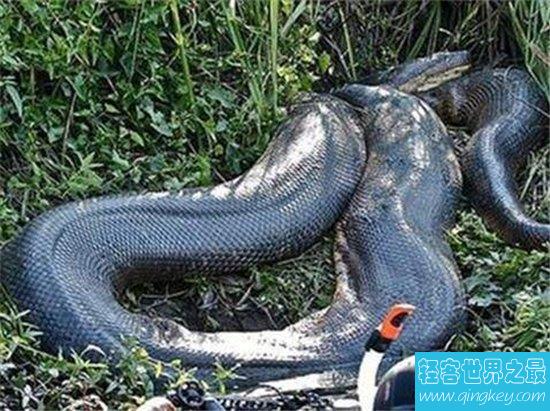 世界上发现最大的蛇，吉尼斯世界纪录为19米