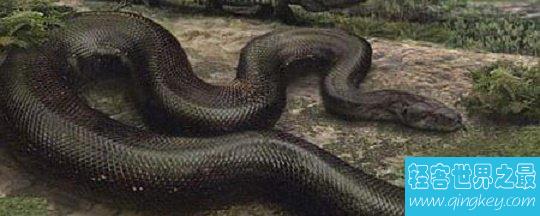 世界上最大的蛇，纳布恐怖巨蛇长达30米