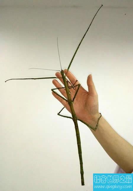 最新世界上最长的昆虫，长62.4厘米的巨型竹节虫