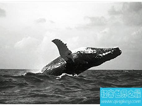 世界上最孤独的鲸鱼，这是一个悲伤而又孤独的故事。