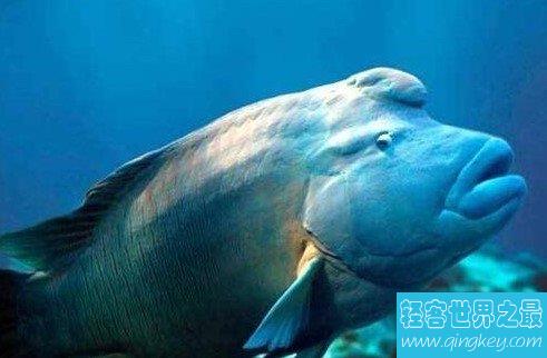 世界上最大的珊瑚鱼，体长能够超越两米，而体重能够达到400斤