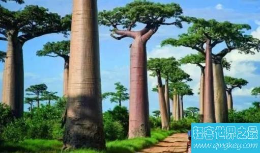 世界上最奇特的树木，年龄超过5000年！