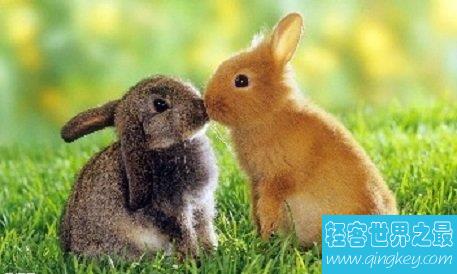 属兔的今年多大啦，各位兔宝宝们敢告诉我你们的真实年龄吗？