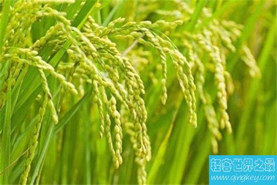 世界水稻产量排名，中国水稻产量位居世界第一！