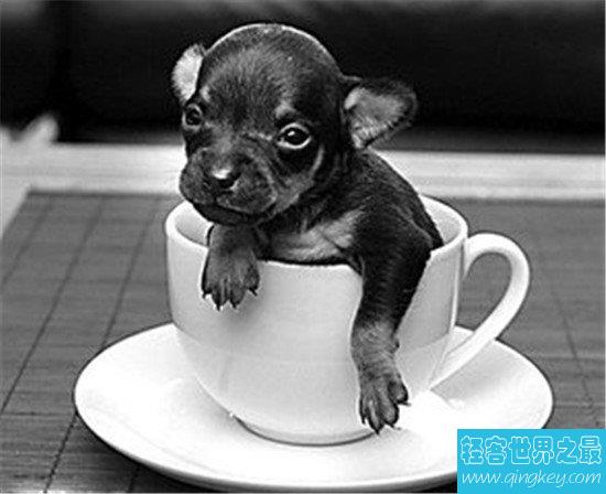 世界最小狗到底有多小？即使是最小的狗狗它也是人类的好朋友！