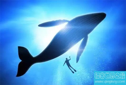世界上最大的动物排行榜，鲸类占八位，蓝鲸最大