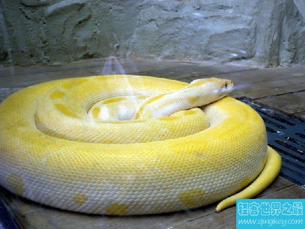 世界上最长的蛇有多长？长达55米震惊人类(图)