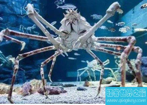 史上最长巨型杀人蟹，看完你还敢吃螃蟹吗