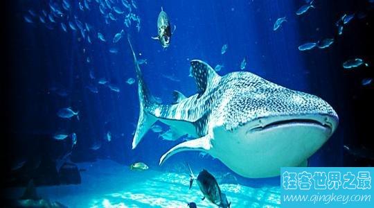 世界上最大的水族馆，第一2万立方米海洋生物10万多品种！