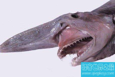 精灵鲨，唯一存活1.25亿年的海生物