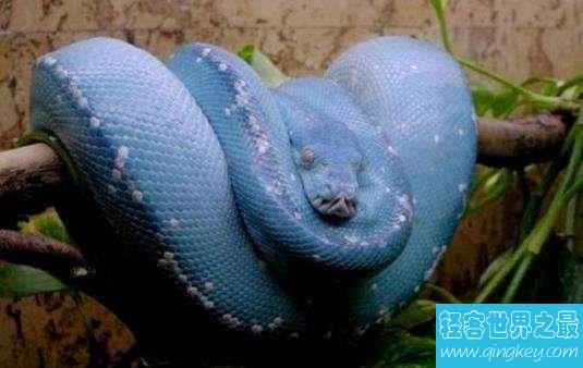 世界上漂亮的又是价值最高的蛇  价值近300万人民币