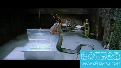 最恐怖的8部蟒蛇电影 胆小者慎入！