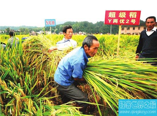 袁隆平的超级杂交水稻 解决世界上饥荒问题的救星