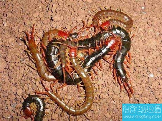 蜈蚣吃蛇恐怖又吓人，它们是天生的敌人和对手