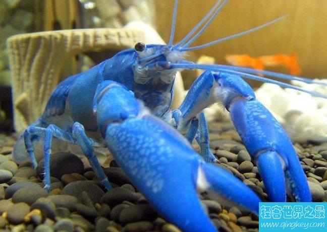 史上最神奇的小龙虾，全身呈宝蓝色