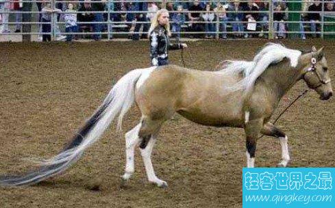 世界上尾巴最长的马，竟然长达3.81米