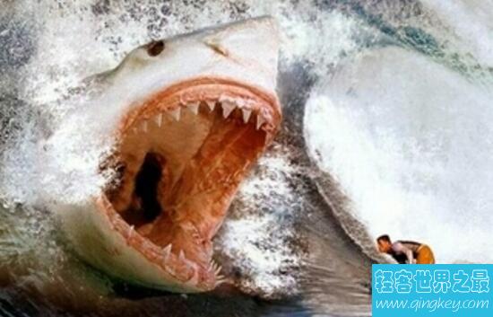 揭秘巨齿鲨生死谜真相，史前巨齿鲨能一口咬断鲸鱼