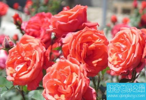 最壮观的玫瑰之乡——保加利亚玫瑰